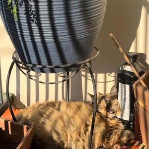Lost Cat Nala