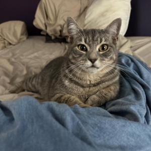 Lost Cat Munchkin