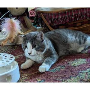 Lost Cat Alley Kat