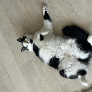 Lost Cat Moo Moo