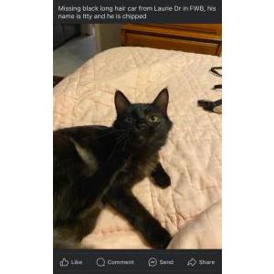 Lost Cat Itty
