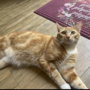 Lost Cat Kevin