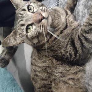 Image of Iris, Lost Cat
