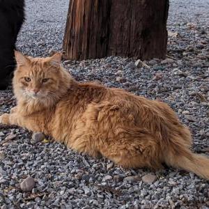 Lost Cat Mango