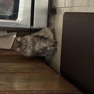 Lost Cat Rocky