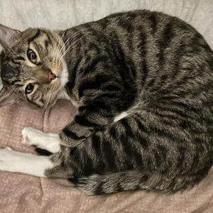Lost Cat Nico