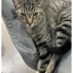 Lost Cat Yoda respondsto Boba