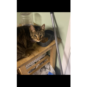 Lost Cat Mizton
