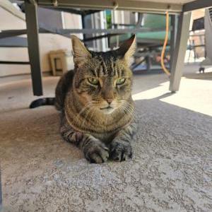 Lost Cat Bandit