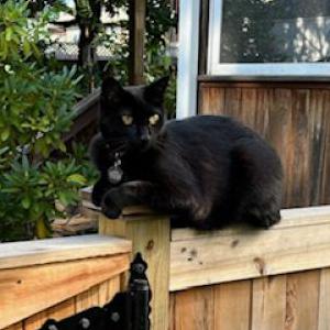 Lost Cat Misty