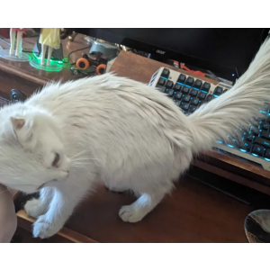 Found Cat Unknown