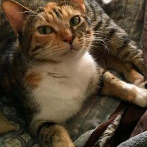 Lost Cat Nova