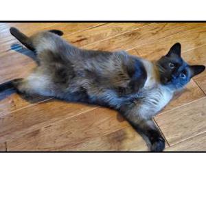 Image of Puck, Lost Cat