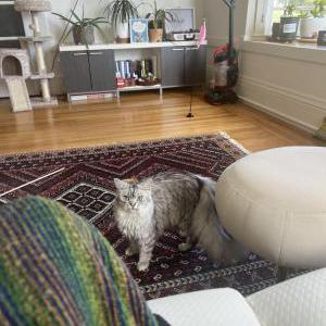 Lost Cat Kavi