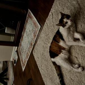Lost Cat Spumoni