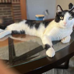 Lost Cat Mia
