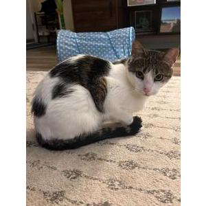 Lost Cat Noodles