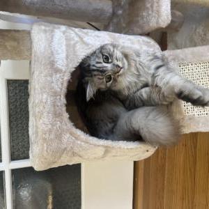 Lost Cat Kavi