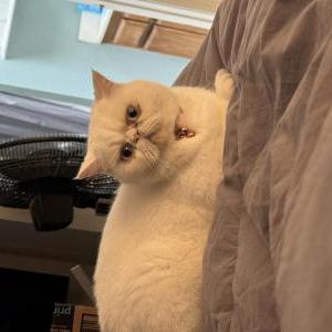 Lost Cat Sesame