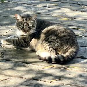 Lost Cat Chloe