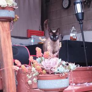 Lost Cat Bella