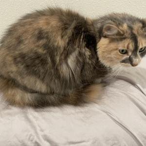 Lost Cat May