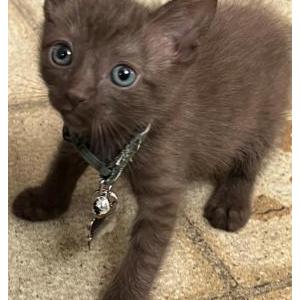 Lost Cat Cinnamon