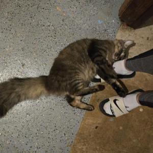 Found Cat Unknown