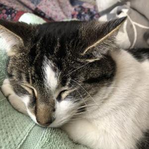 Lost Cat Ellie