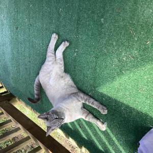 Lost Cat Sherman