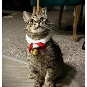 Lost Cat Kuvira