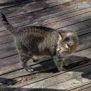 Lost Cat Jenny