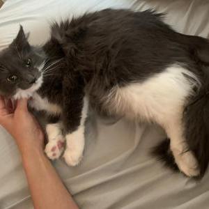 Lost Cat Mochi