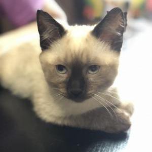 Lost Cat Lucky