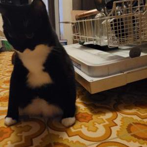 Lost Cat Puddle