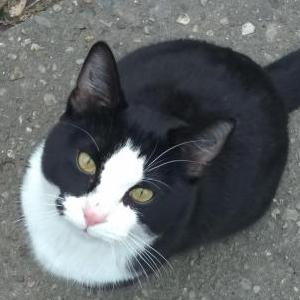 Lost Cat Tux