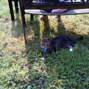 Lost Cat Petunia