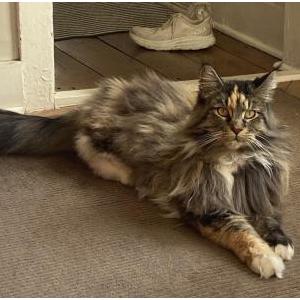 Lost Cat Lulu