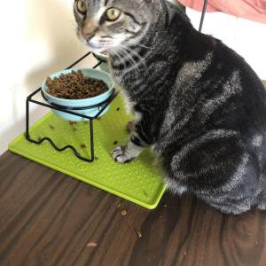 Lost Cat Junior