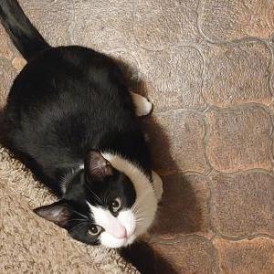 Lost Cat Dewey