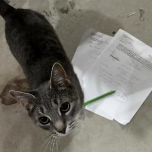 Lost Cat Opal