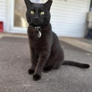 Lost Cat Winnie