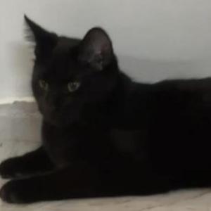 Lost Cat Ghoul