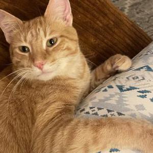 Lost Cat Freddie