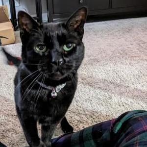 Lost Cat Princess