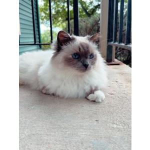 Image of Sassafrass, Lost Cat