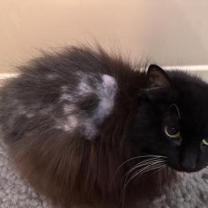 Lost Cat Lucy