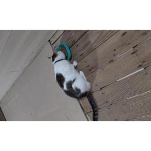 Found Cat Unknown
