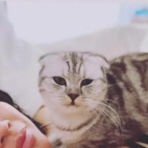 Lost Cat zen