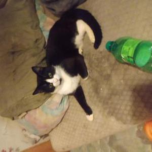 Lost Cat Tuxi
